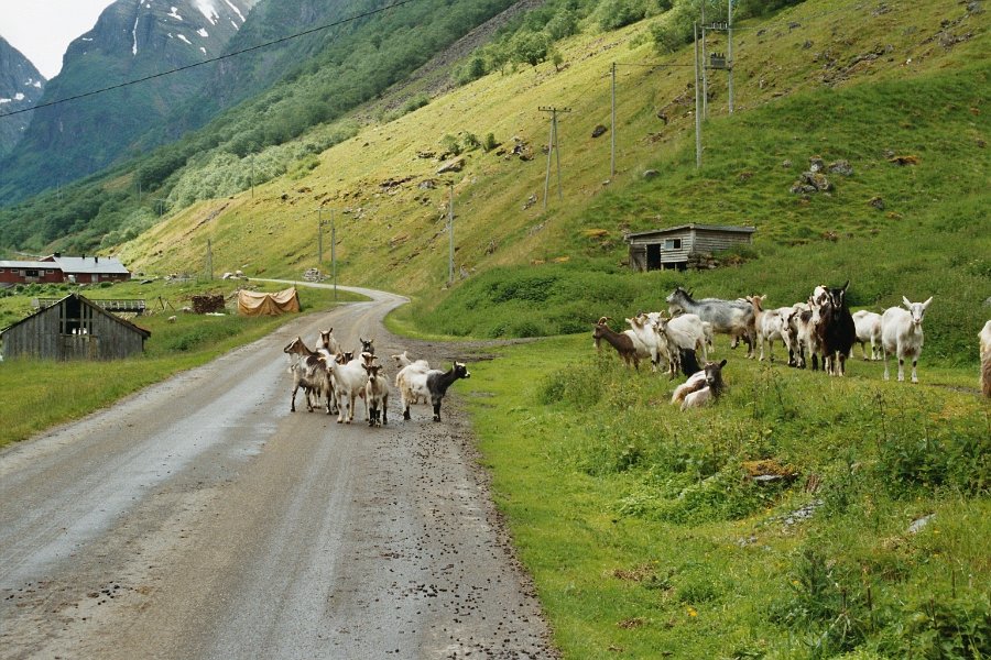 2003060508 undredal vei geiter